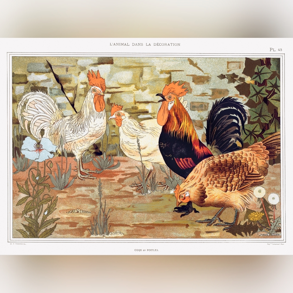 Vintage Chicken Rooster Art Print